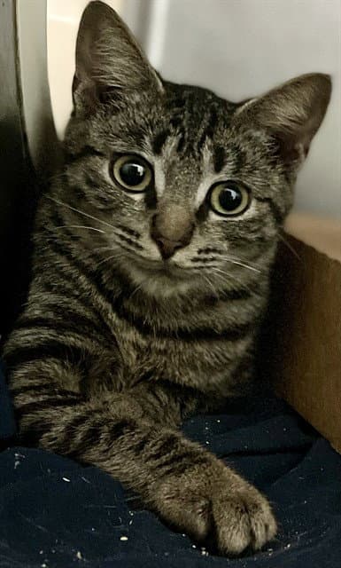 Drizella - Domestic Short Hair
