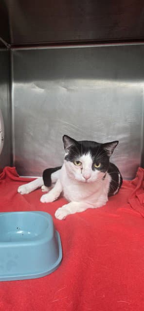 Mischief - Domestic Short Hair