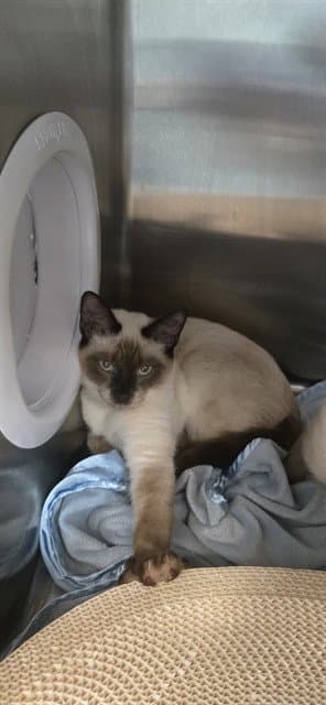 Toki - Domestic Short Hair