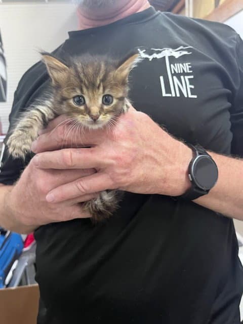 Muir - Domestic Medium Hair