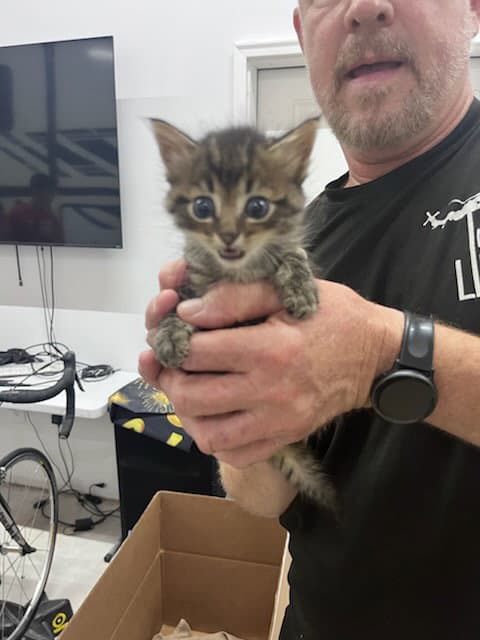 Bacon Biscuit - Domestic Medium Hair