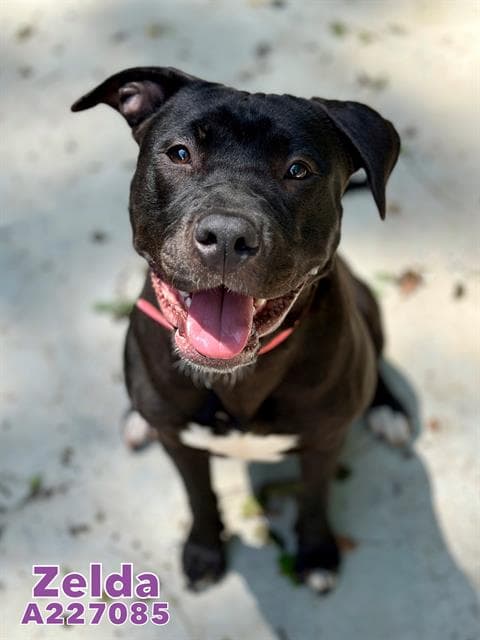 Zelda - Pit Bull Terrier