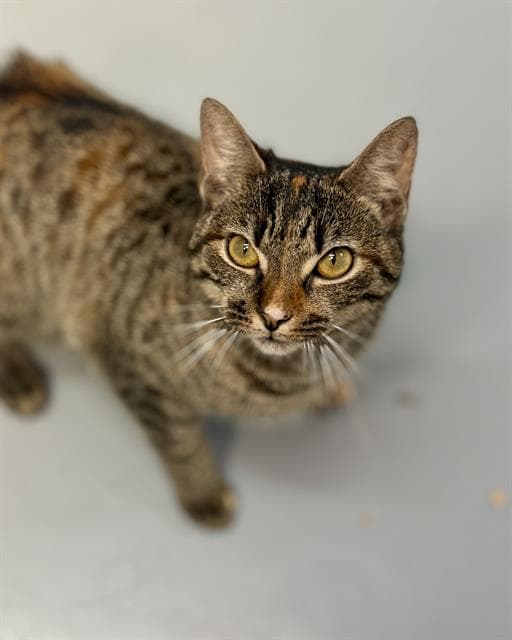 Maki - Domestic Short Hair