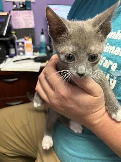 Squirm - Domestic Short Hair