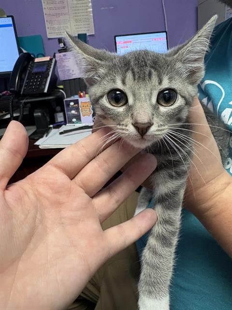 Amaranthus - Domestic Short Hair