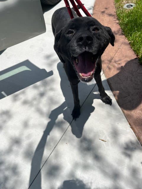 Russell - Labrador Retriever