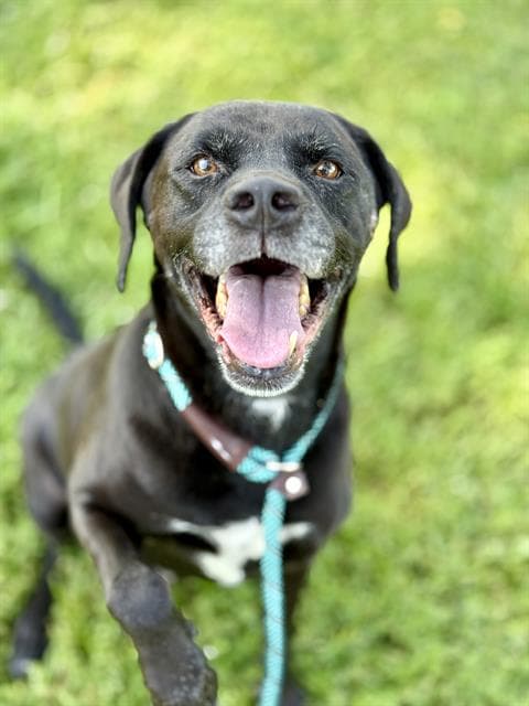 Russell - Labrador Retriever