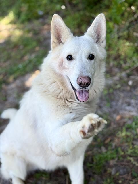 Salty Spitoon - German Shepherd Dog