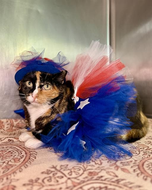 Olivia - Domestic Short Hair