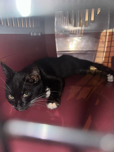 Vandal - Domestic Short Hair