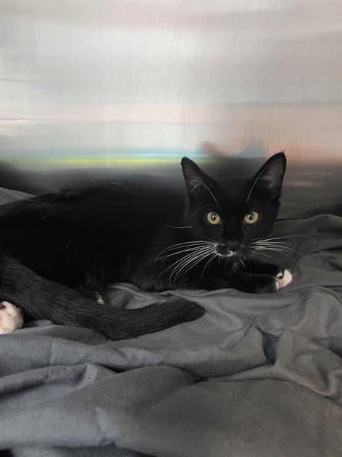 Vandal - Domestic Short Hair