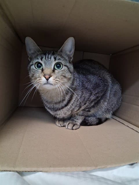 Margo - Domestic Short Hair