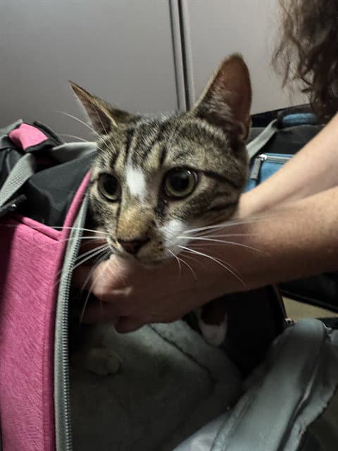 Poe - Domestic Short Hair