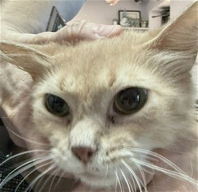 Gwen - Domestic Medium Hair