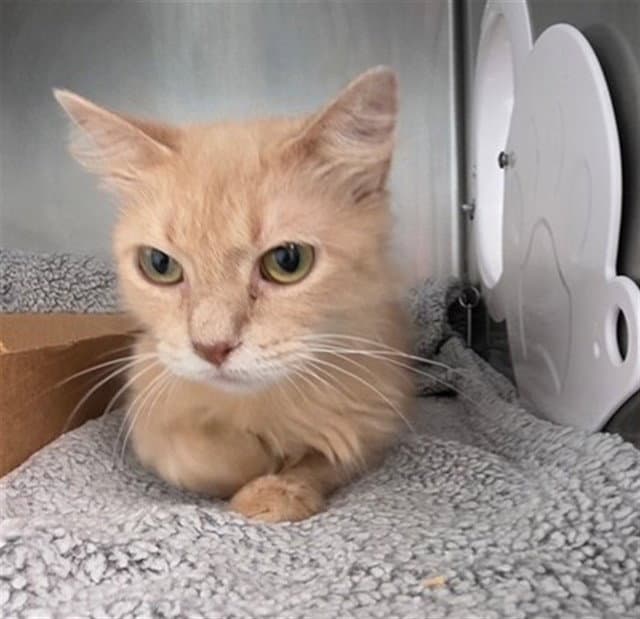 Gwen - Domestic Medium Hair
