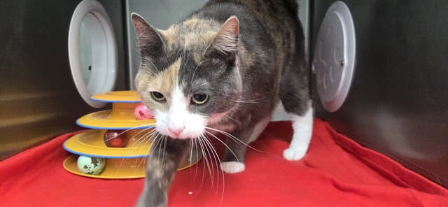 Latte - Domestic Short Hair