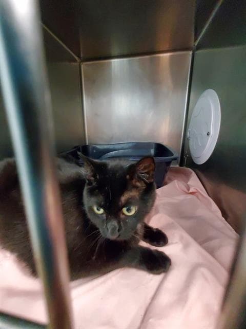 Viola - Domestic Short Hair