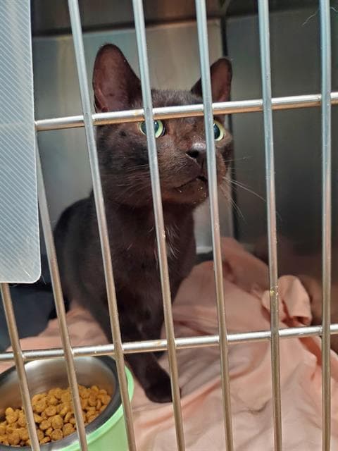 Dracula - Domestic Short Hair