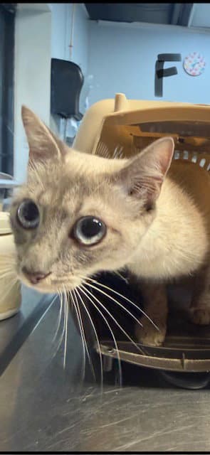 Vianesa - Domestic Short Hair