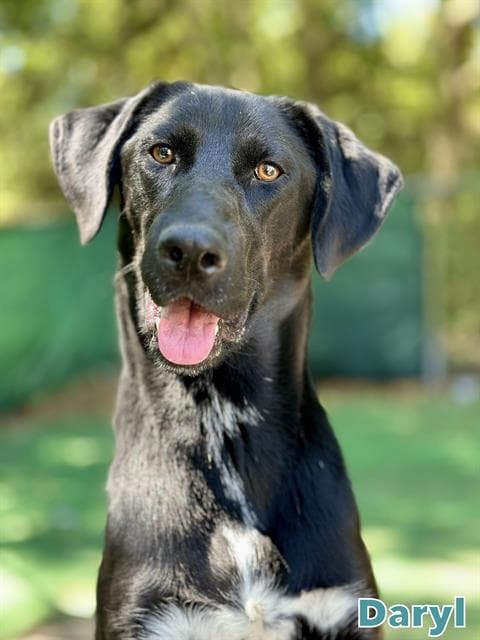 Daryl - Labrador Retriever