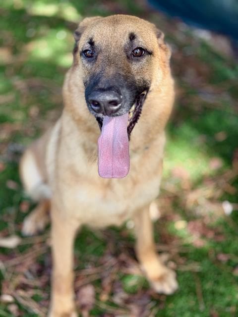 Pig Pen - German Shepherd Dog