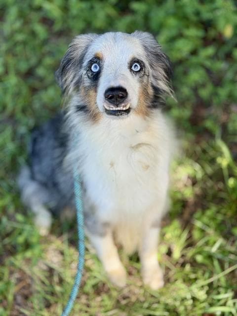 Enzo - Australian Shepherd