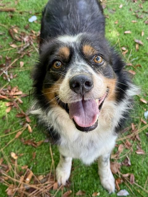 Henry - Australian Shepherd
