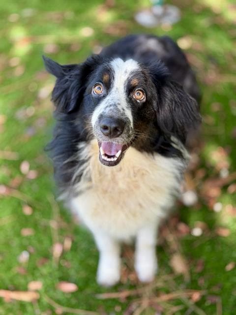 Lightening - Australian Shepherd