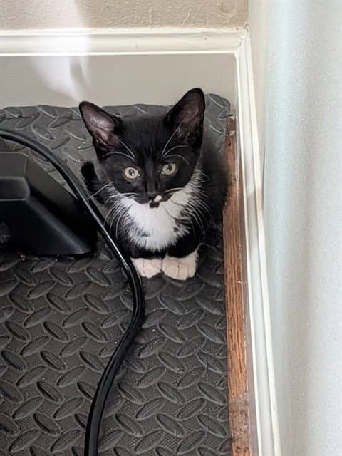 Oreo - Domestic Short Hair