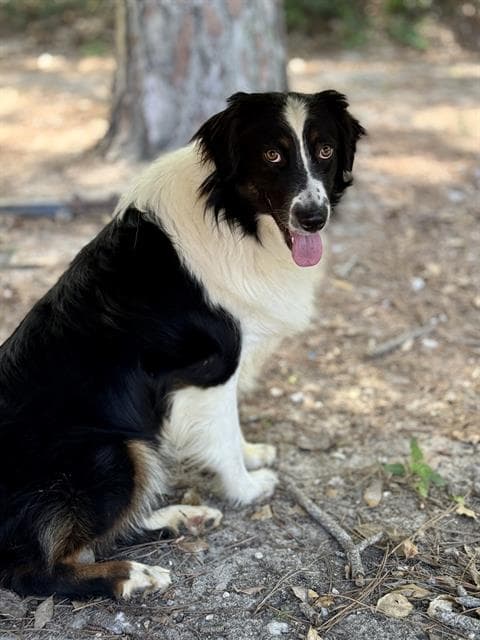 Piper - Australian Shepherd