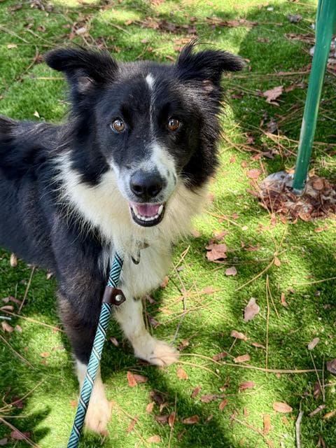 Brock - Australian Shepherd