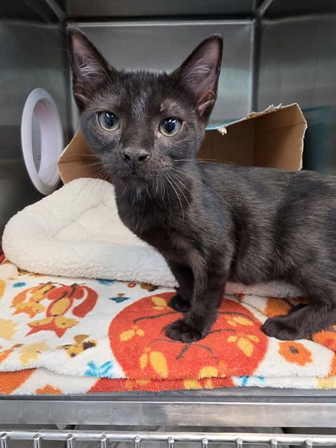 Kili - Domestic Short Hair
