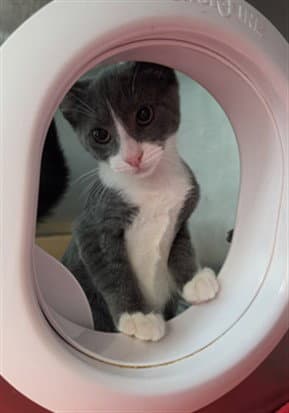 Thorin - Domestic Short Hair