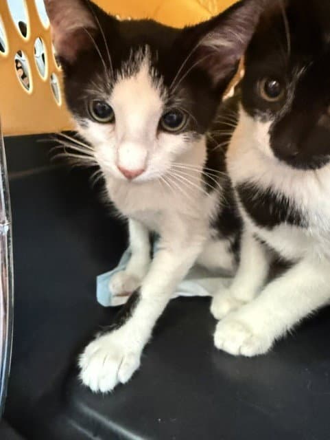 White Pantera - Domestic Short Hair