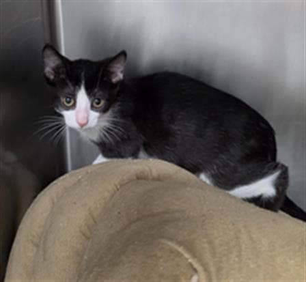 El Tigre - Domestic Short Hair