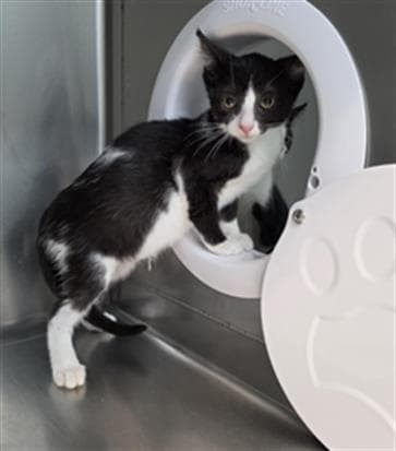 Black Cuervo - Domestic Short Hair