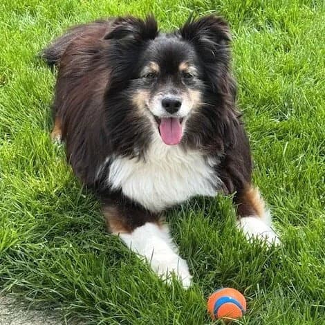 Bleu - Shetland Sheepdog Sheltie