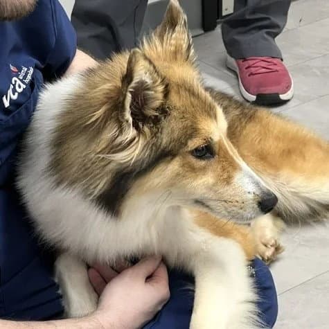 Dolly - Shetland Sheepdog Sheltie