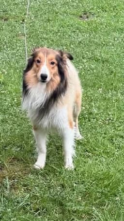 Rocky image 1