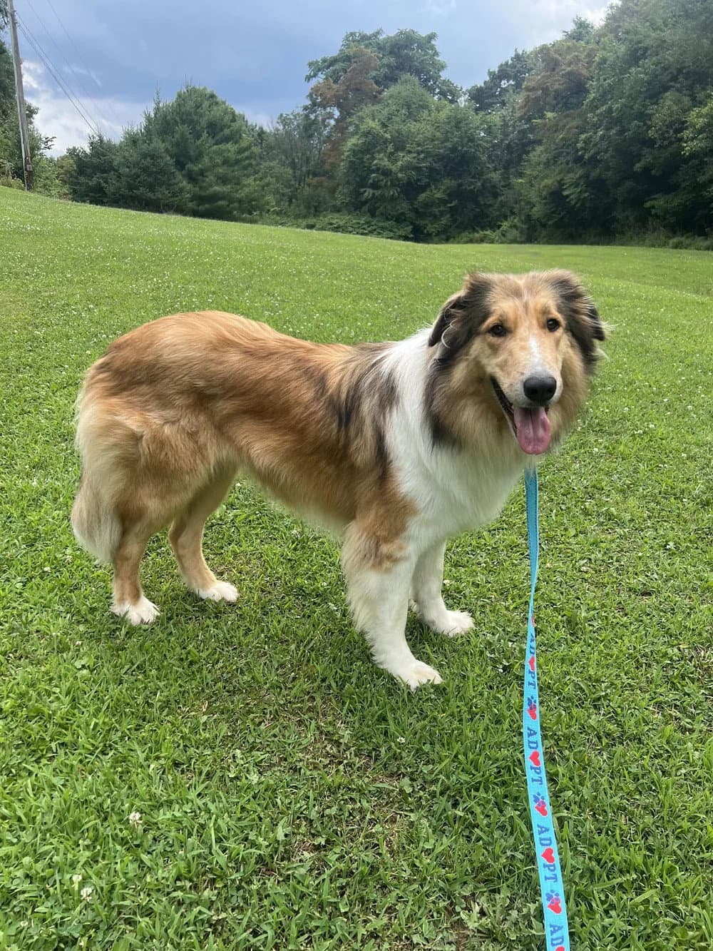 Cassie - Collie