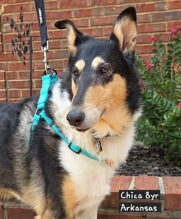 Chica image 2