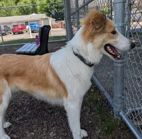 Muppet - Collie