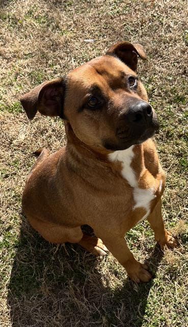 Johto - Pit Bull Terrier