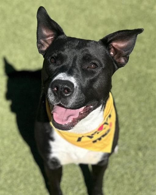 Zeus - Pit Bull Terrier