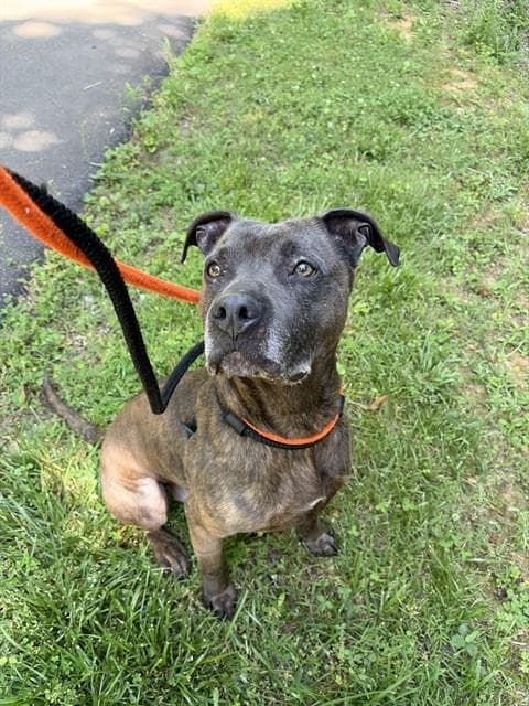 Harley - Pit Bull Terrier