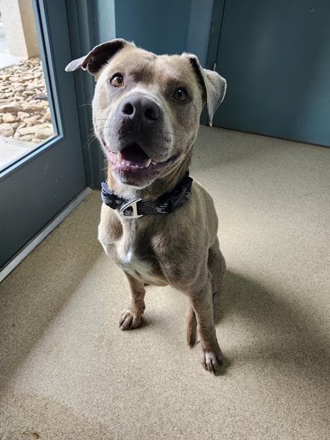 Bill - Pit Bull Terrier