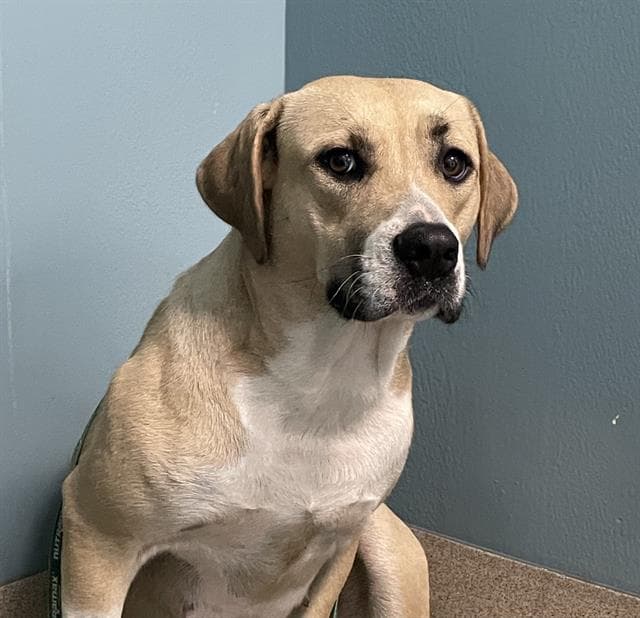 Nova - Black Mouth Cur