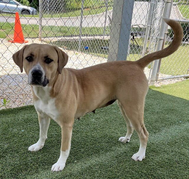 Nova - Black Mouth Cur