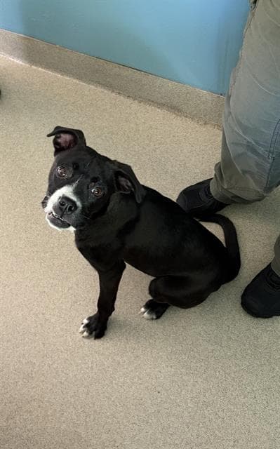 Luella - Boxer