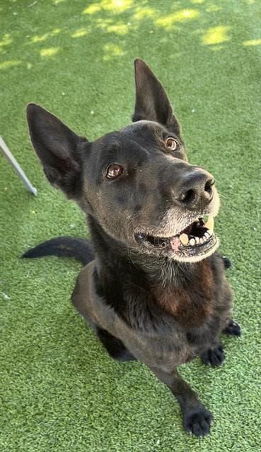 Dozer - German Shepherd Dog